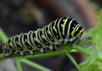   x  Caterpillar on Parsley San Antonio TX