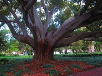  year old fig tree donated by the British royal family on the grounds of UWA