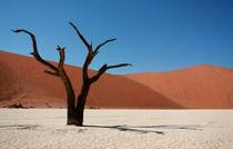  year old skeleton of a tree in Deadvlei Namibia Its so dry the trees dont decay 