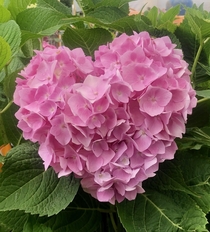  yrs ago i captured this hydrangea at my local nursery  what a sweetheart 