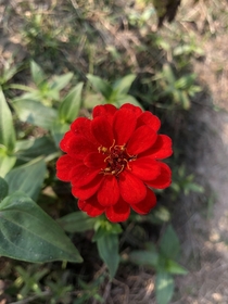  Zinnia peruviana blooming bright in the afternoon sunlight