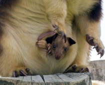 A baby tree kangaroo peeks out of their mothers pouch 