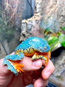 A beautiful fringed leaf frog