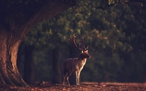 A beautiful photo of a fallow deer in the forests of Parnitha national park in Greece