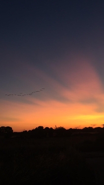 A beautiful sunset in my hometown Wymondham Captured a flock of Geese flying as well have a good day everyone