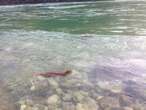 A beaver comes to visit me while fly fishing in Montana OC  X 