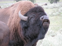 A Bellowing Bison Bison bison 