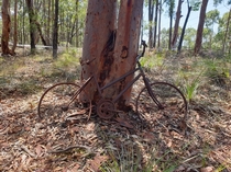 A bicycle left in the Australian bush