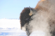 a Bison in yellowstone xpost rfoggypics by usobeefy