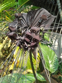 A black bat flower