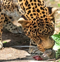 A brave mouse came into a Leopard enclosure and fed 