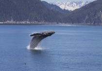 A breaching Humpback whale