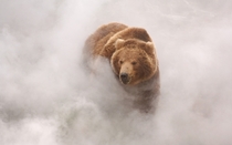 A brown bear enjoys the hot steam from a geyser in Kamchatkas Valley of the Geysers by Igor Shpilenok 