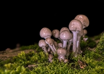 A bunch of shrooms i shot during a hike in southern germany  x