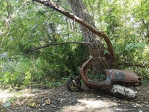 A burnt out moped in found in the woods near the Teddington Riverside Teddington London OC 