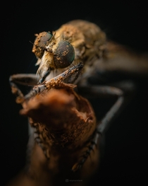 A burnt-out robber fly