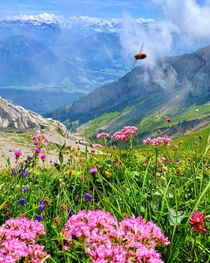 A busy bee taking of from a flower in beautiful Alpnachstad Switzerland Took this picture summer  
