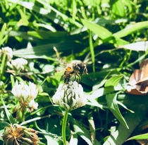 A buzzing bee 