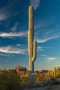 A cell phone tower disguised as cactus 