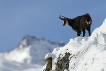 A Chamois looking over the valley in Gran Paradiso National Park Italy 