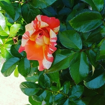 A charming rose