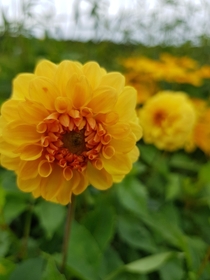 A close up of a chrysanthemum flower