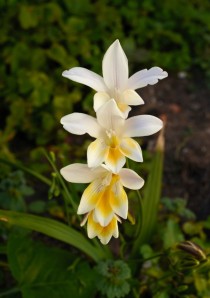A cluster of Freesia alba flowers 