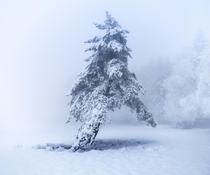 A cold wind has been blowing for days this tree literally froze  Auvergne France 