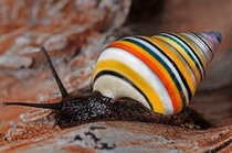 A colorful Liguus Virgineusit is also known as the Candy Cane Snail