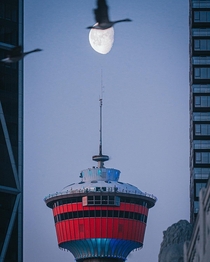 A couple geese photobombing my shot of the moon passing over the Calgary Tower 