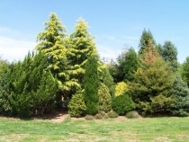 A couple golden evergreens Mutation whih causes needles to appear golden 