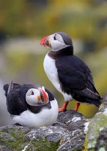 A Couple of Puffins 