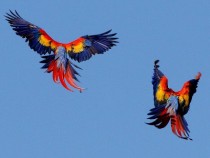 A couple of Scarlet Macaws ara macao over Corcovado Beach 