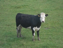 A cow in a field Standing there Being a cow 