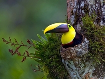 A cozy toucan 