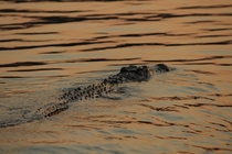 A creeping Nile Crocodile Crocodylus niloticus in the Zambezi River 