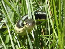 A curious garter snake in Michigans Upper Peninsula Or a literal snake in the grass 