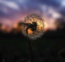 A dandelion illuminated by the sunset