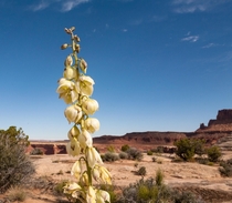 A Desert Bloom  Canyonlands NP Utah