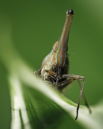 A Dictyophara nakanonis planthopper closeup style