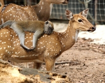 A doe with a monkey on its back 