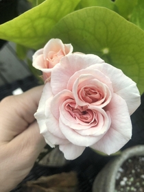 A double rose from my garden