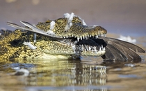 A dove who was flying too low over the Chobe river in Botswana gets eaten by a crocodile 
