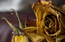 A dried rose lt