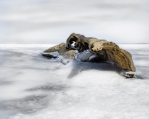 A driftwood on frozen lake St Clair OC 