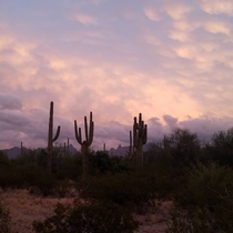 A evening storm rolls into the Sonoran Desert at Organ Pipe Cactus National Monument x 