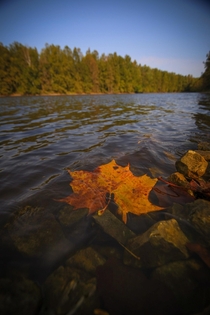 A fall leaf floating on a lake in Indiana US  IG karphoto