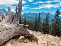 A Fallen Tree at Glacier National Park 
