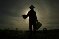 A farmer waters vegetable plants on his paddy field in the Jeneponto district in Indonesia 