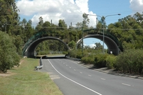 A Faunal Crossing in Brisbane Australia 